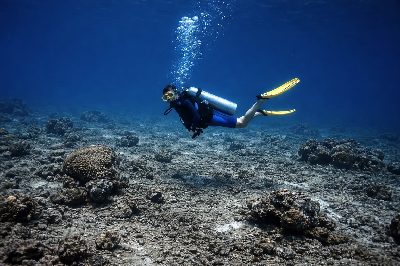 Did you know? Corals could vanish by 2050.